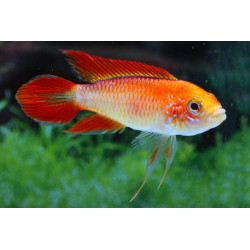 Apistogramma agassizii super red - 3 - 4 cm