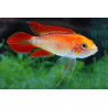 Apistogramma agassizii super red - 3 - 4 cm