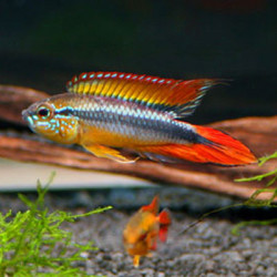 Apistogramma agassizii - 3 - 4 cm