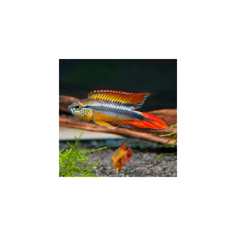 Apistogramma agassizii - 3 - 4 cm