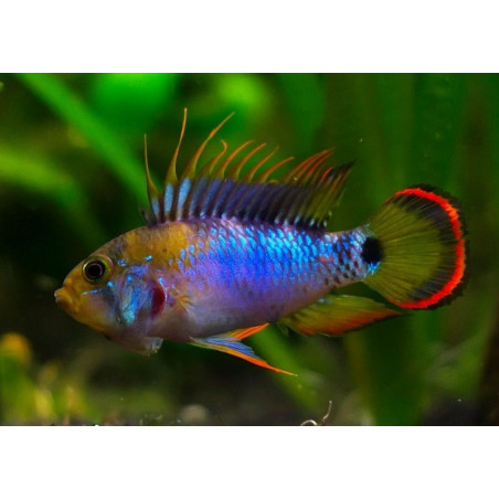 Apistogramma Baenschi - Inca - 3 - 4 cm