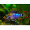 Apistogramma Baenschi - Inca - 3 - 4 cm