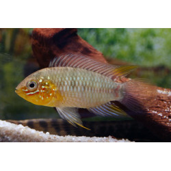 Apistogramma borelli - paraquai - 3 - 4 cm