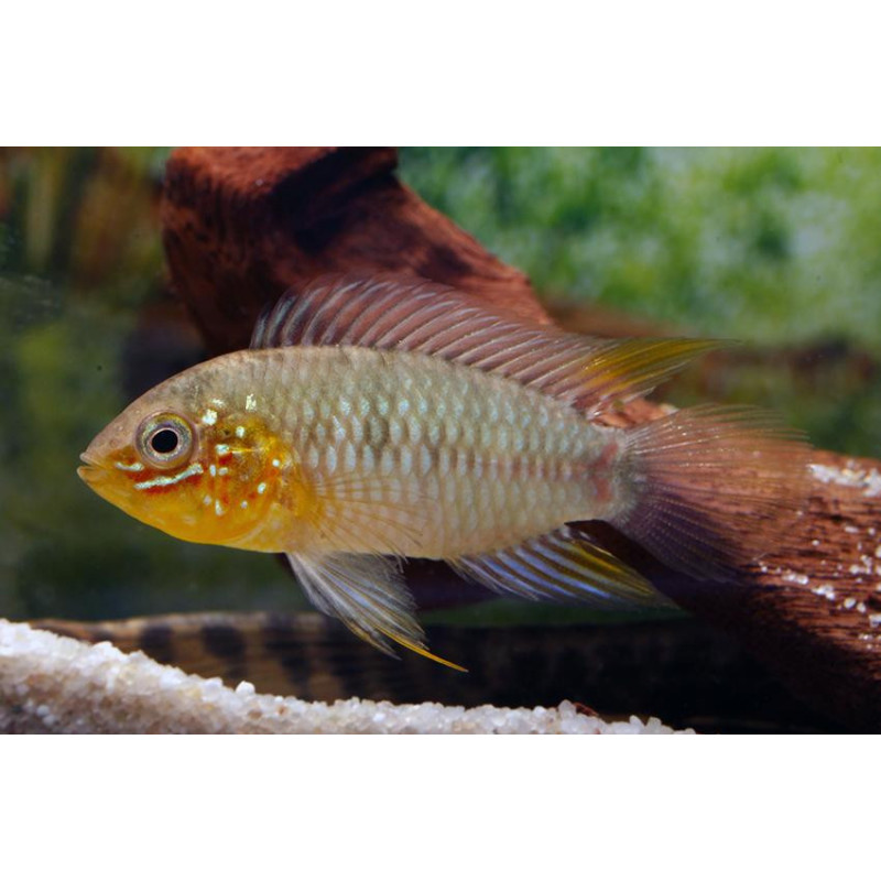 Apistogramma borelli - paraquai - 3 - 4 cm