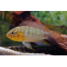 Apistogramma borelli - paraquai - 3 - 4 cm