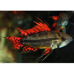 Apistogramma cacatuoides double red - L ( 5.5 - 6 cm)