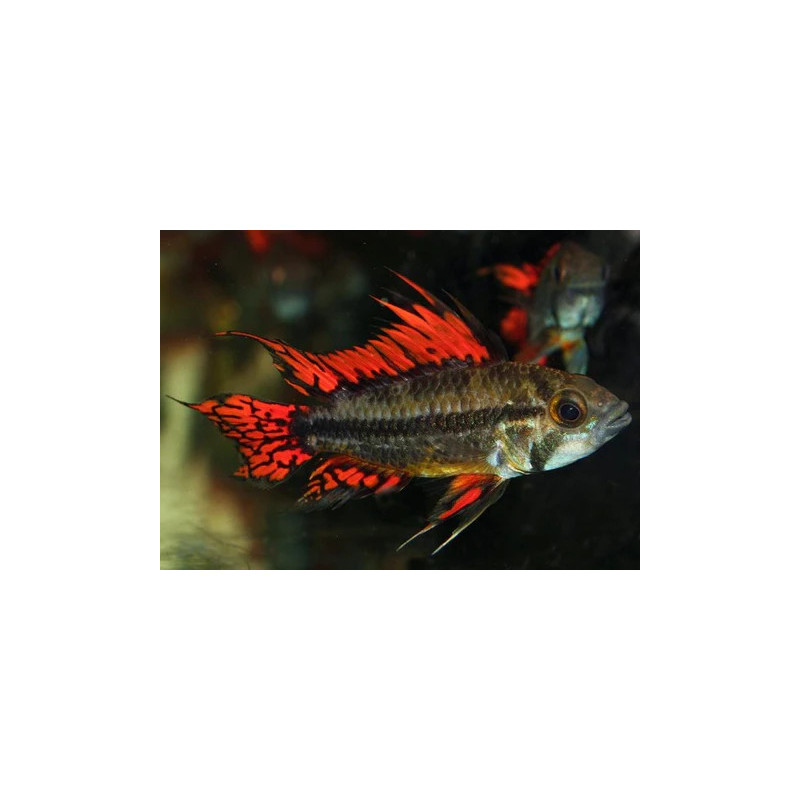 Apistogramma cacatuoides double red - L ( 5.5 - 6 cm)