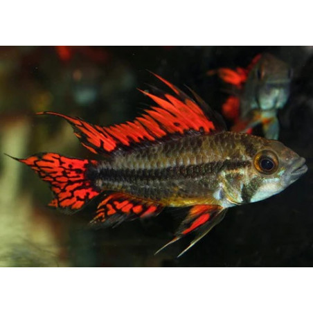 Apistogramma cacatuoides double red - L ( 5.5 - 6 cm)