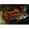 Apistogramma cacatuoides double red - L ( 5.5 - 6 cm)
