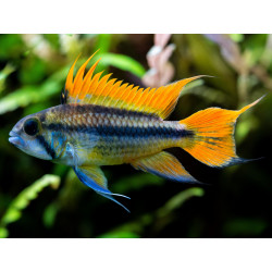Apistogramma cacatuoides orange - 3 - 4 cm