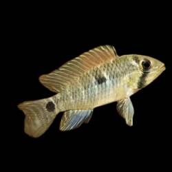 Apistogramma caetei - 3 - 4 cm