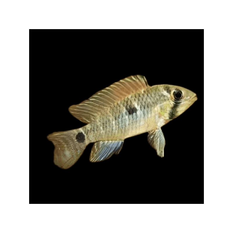 Apistogramma caetei - 3 - 4 cm