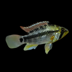 Apistogramma cruzi - 3 - 4 cm