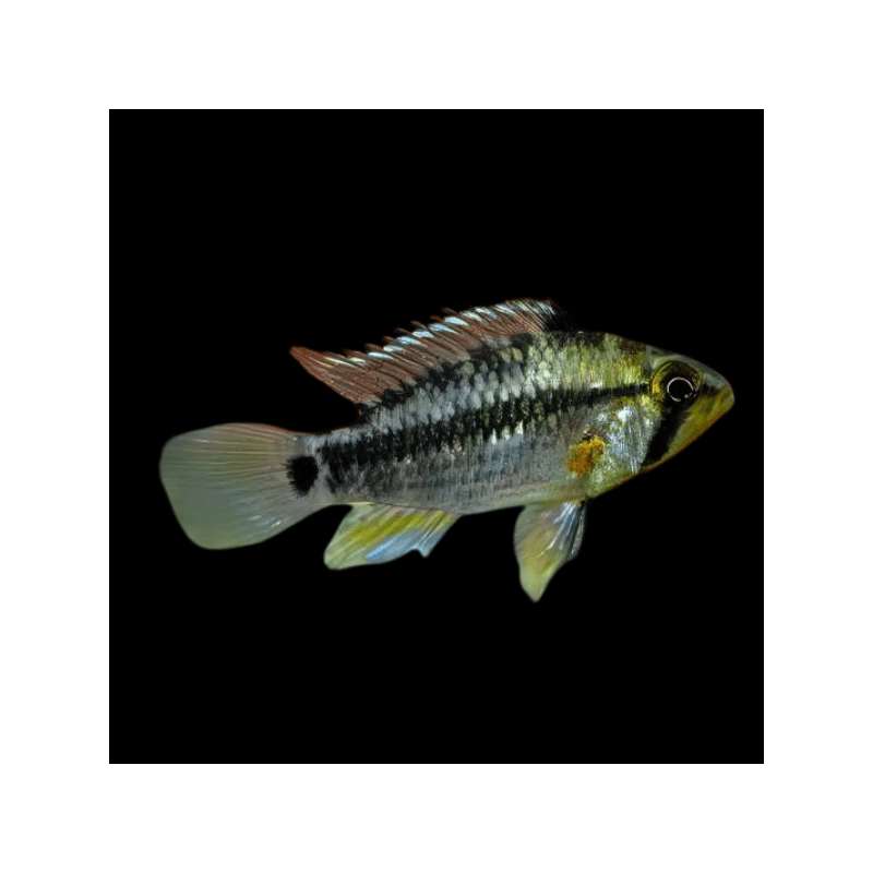 Apistogramma cruzi - 3 - 4 cm