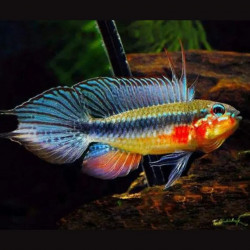 Apistogramma elizabethae - 3 - 4 cm