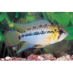 Apistogramma hoignei - 3 - 4 cm