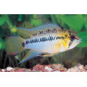 Apistogramma hoignei - 3 - 4 cm