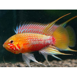 Apistogramma hongsloi red-gold - 3 - 4 cm