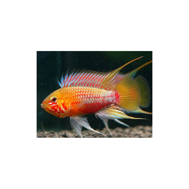 Apistogramma hongsloi red-gold - 3 - 4 cm