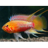 Apistogramma hongsloi red-gold - 3 - 4 cm