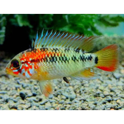 Apistogramma macmasteri - 3 - 4 cm