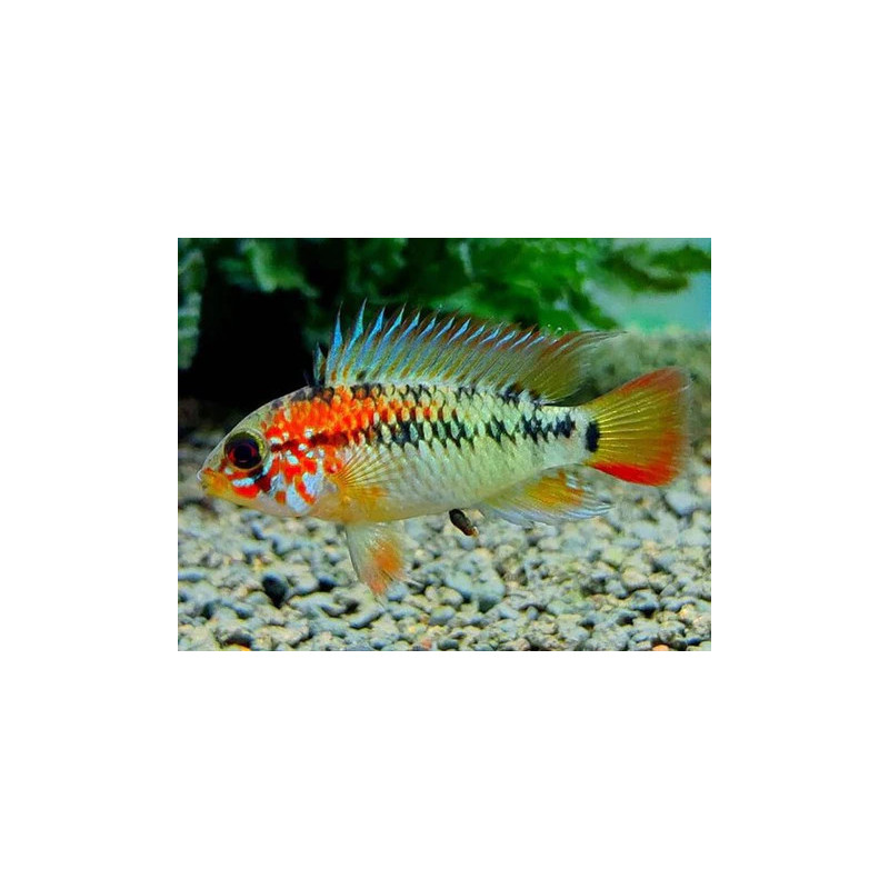 Apistogramma macmasteri - 3 - 4 cm