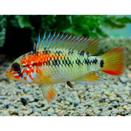 Apistogramma macmasteri - 3 - 4 cm