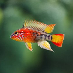 Apistogramma macmasteri red mask - 3 - 4 cm