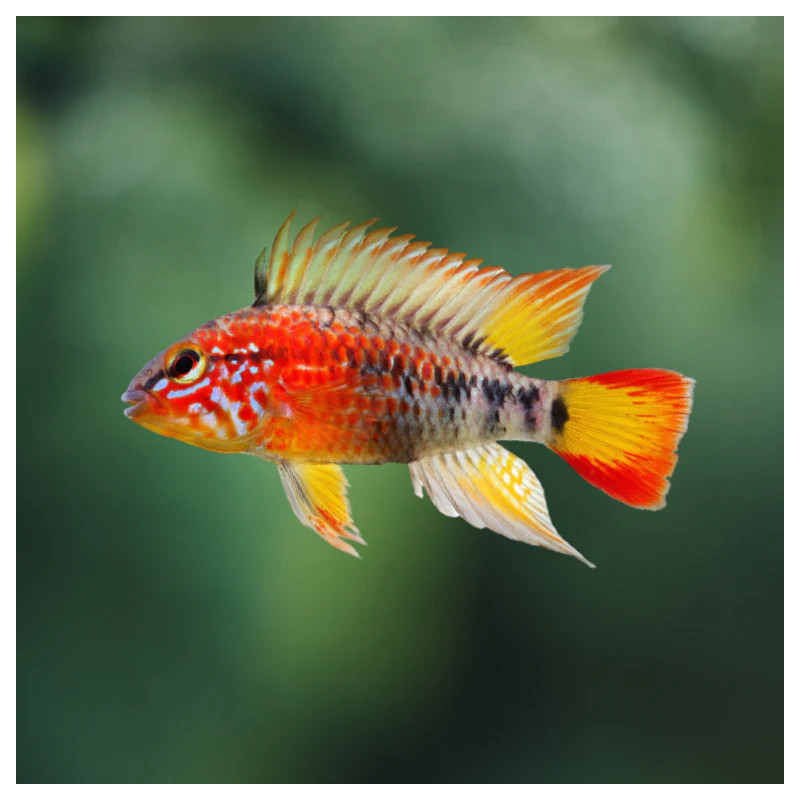 Apistogramma macmasteri red mask - 3 - 4 cm