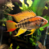 Apistogramma macmasteri - XL