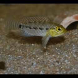 Apistogramma meinkenni - 3 - 4 cm