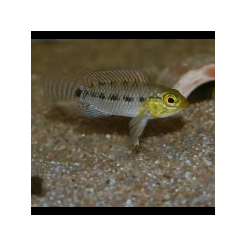 Apistogramma meinkenni - 3 - 4 cm