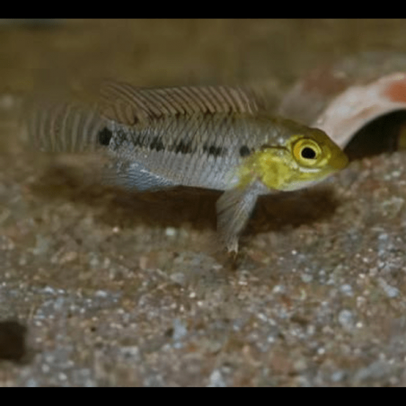 Apistogramma meinkenni - 3 - 4 cm