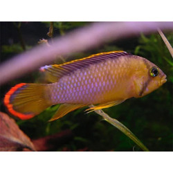 Apistogramma nijsseni - 3 - 4 cm