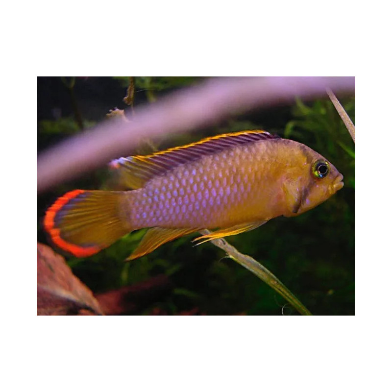 Apistogramma nijsseni - 3 - 4 cm