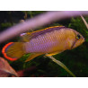 Apistogramma nijsseni - 3 - 4 cm