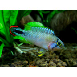 Apistogramma pandourini - 3 - 4 cm