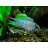 Apistogramma pandourini - 3 - 4 cm