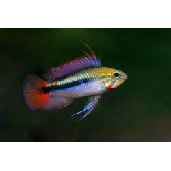 Apistogramma sp. mamore red - 3 - 4 cm