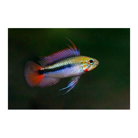 Apistogramma sp. mamore red - 3 - 4 cm