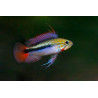 Apistogramma sp. mamore red - 3 - 4 cm