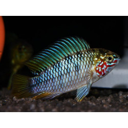 Apistogramma sp. opal - 2.5 - 3 cm