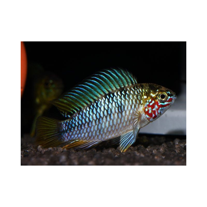 Apistogramma sp. opal - 2.5 - 3 cm