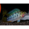 Apistogramma sp. opal - 2.5 - 3 cm