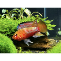 Apistogramma sp. red stroke - 3 - 4 cm