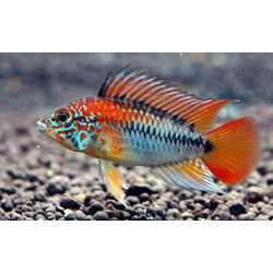 Apistogramma sp. viejeta - 3 - 4 cm
