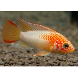 Apistogramma sp. viejeta gold - 3 - 4 cm