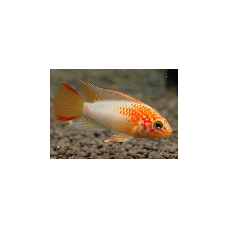 Apistogramma sp. viejeta gold - 3 - 4 cm