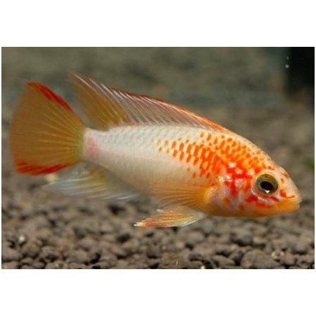 Apistogramma sp. viejeta gold - 3 - 4 cm