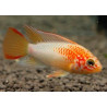 Apistogramma sp. viejeta gold - 3 - 4 cm